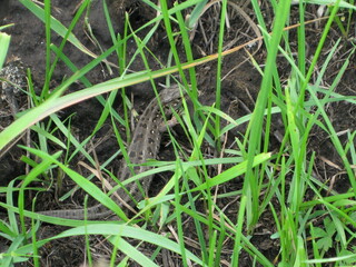 Obraz premium lizard in the grass