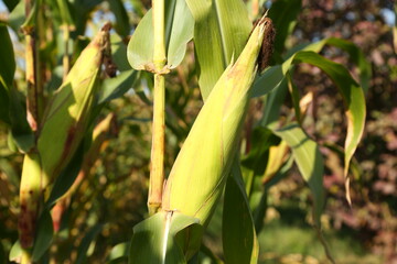 Corn pods on the corn plant,corn field in agricultural garden (6)
