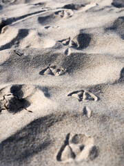 Footprints in the sand - Spren im Sand