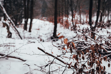 Strauch im Schnee