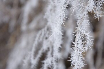 Beautiful winter nature. Frozen trees.