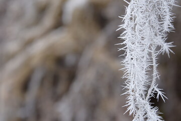 Beautiful winter nature. Frozen trees.