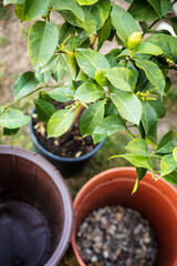 top view of equipment for repotting a lemon tree