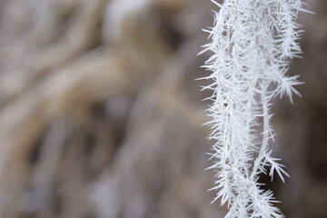Beautiful winter nature. Frozen trees.