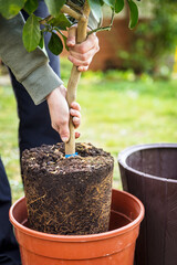 woman is repotting a young lemon tree in a bigger pot