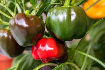 Growth period of sweet pepper plant, green, red and yellow fruit sorts