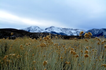 beautiful grass at the Mono Lake Natural Reserve with snow covered mountains in the background, California Sierra Nevada