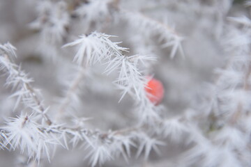 Beautiful winter nature. Frozen trees.
