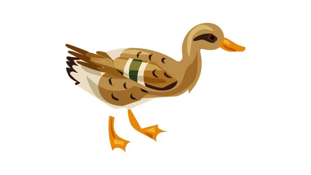 Wild duck icon animation best object on white background