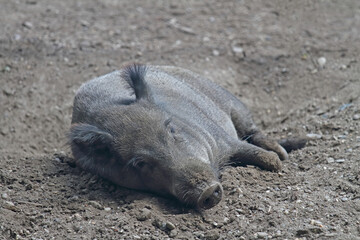 Wildschwein