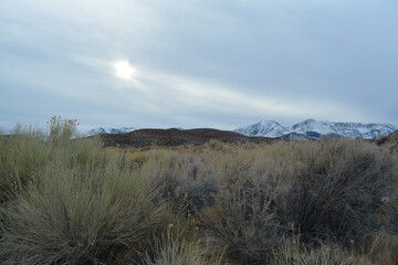 beautiful grass at the Mono Lake Natural Reserve with snow covered mountains in the background, California Sierra Nevada