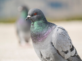 Retrato de uma pomba comum