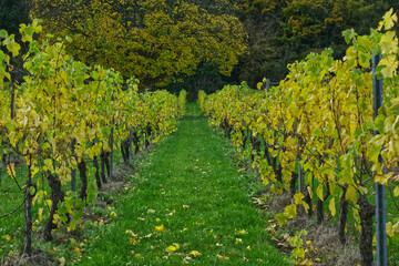 Fototapeta na wymiar Grape vines, Surrey, England