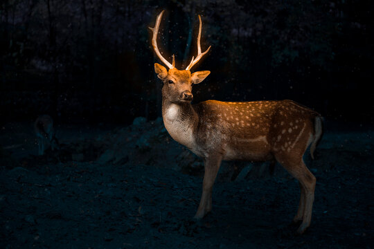 Fairytale deer in the forest, fotomanipulation