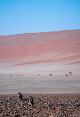 Fototapeta na wymiar Einsames Zebra in der Namib Wüste, Namib-Naukluft Nationalpark, Namibia