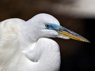 Great egret in breeding colors of it's bright blue lore.