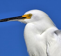 A close up of a Snowy egret with it's bright yellow lore against a blue sky background.