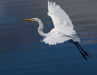 Great egret in flight with wings spread. Ardea alba.