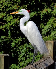 A single Great egret in breeding colors waiting for it's companion.