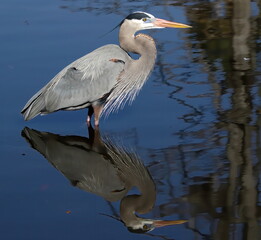 Great blue heron wading in calm water. Ardea Herodias.