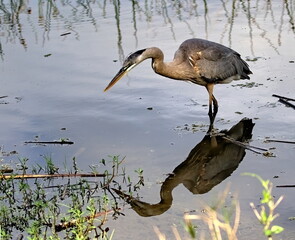 Full body photo of a Great blue heron wading in pond casting a shadow upon the water.