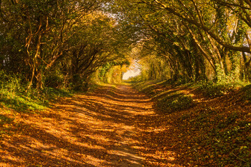 Footpath in woodland, Halnaker, Sussex, England