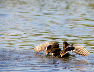 Portrait of a duck and ducklings