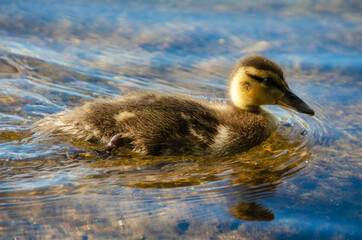 Portrait of a duck and ducklings