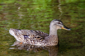 Portrait of a duck and ducklings