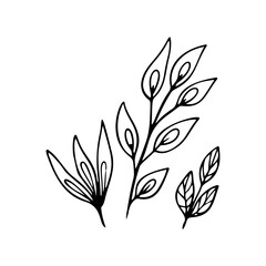 Heliconia flower outline. Strelitzia line art vector illustration isolated on white background. Strelitzia, heliconia silhouette icon,