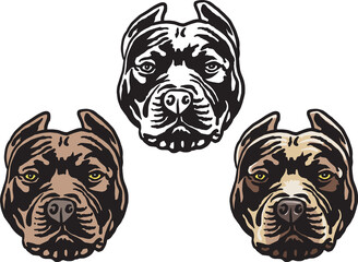 Pit bull head, black and white and color.Vector illustration