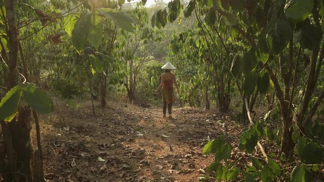 Paksong, Laos - February 29 2020: Young woman in vietnamese hat and face mask picking coffee beans from trees, putting in basket. Coffee farm plantation. Coffee crop. Laos, Asia