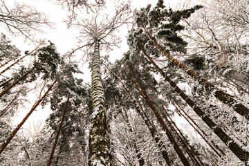 Fototapeta premium pine forest in the morning