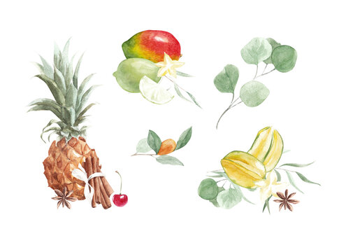 Tropical fruits set. Exotic fruits, spices and eucalyptus branches. Watercolor compositions on a white background.