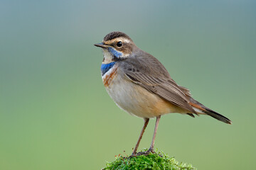 bird photography in early morning will meet bird perching on top of mossy pole with chubby look
