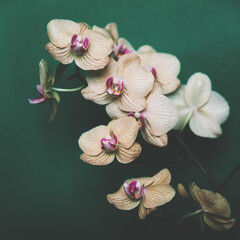 Obraz na płótnie Canvas Delicate white Orchid on a green background