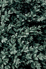 Abstract green leaves texture. Top view. Nature background.