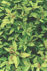 Abstract green leaves texture. Top view. Nature background.