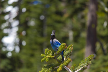 blue jay on branch