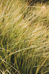 Green and yellow bright grass in the sunlight