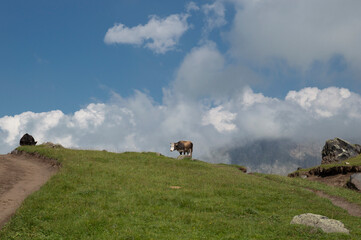 cow on the mountain