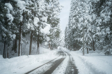 大雪が降った後の森の道