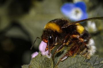 Selective approach of Bombus terrestris bee sucking nectar on a purple flower.