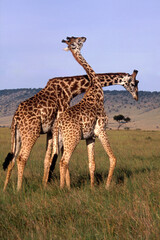 Necking Behaviour of Courting Giraffes, Masai Mara, Kenya