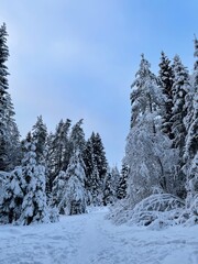 Beautiful winter landscape of the forest with the snow-covered trees