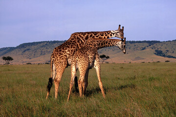 Necking Behaviour of Courting Giraffes, Masai Mara, Kenya
