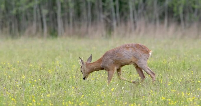 Aggressive roe deer buck marking its territory by digging with hooves on meadow