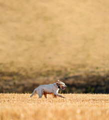 Pointer pedigree dog running with training collar and text space