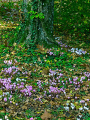 A carpet of Autumn Cyclamen in a woodland garden