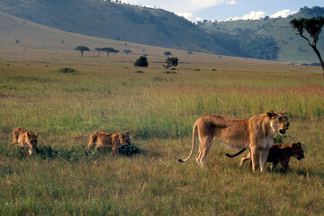 Lioness and Cubs, Masai Mara, Kenya